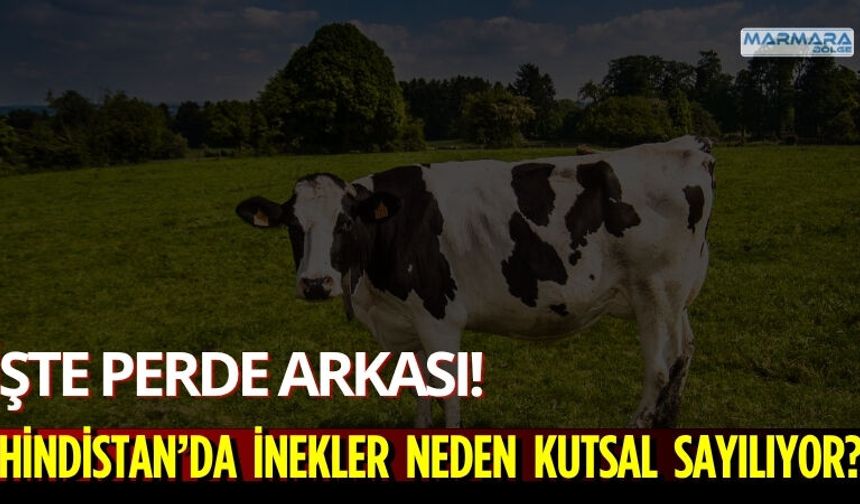 Hindistan’da İnekler Neden Kutsal Sayılıyor?