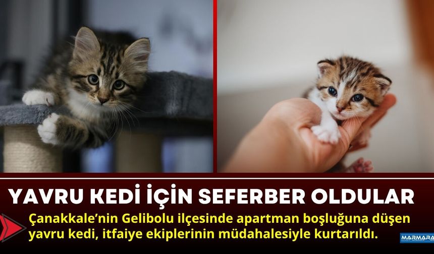 Yavru Kedi İçin Seferber Oldular