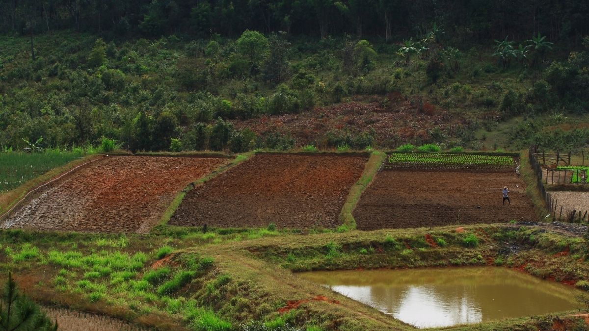 Arsa (4)