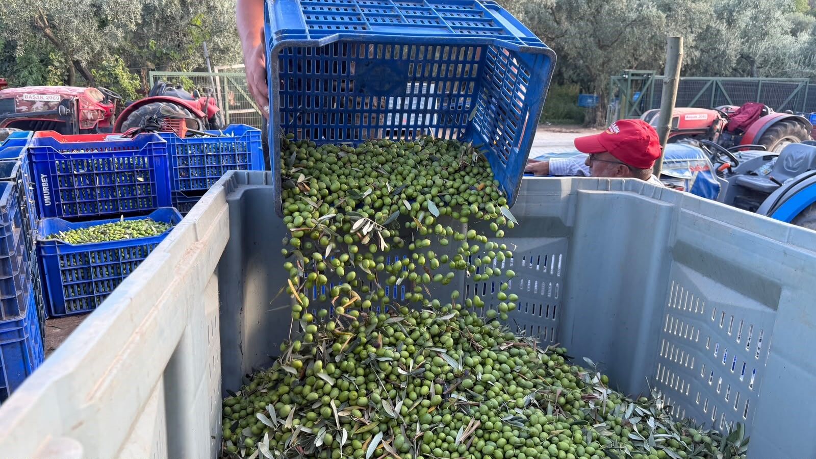 Avrupa İlaç Yerine Zeytinyağı İçiyor (3)-2