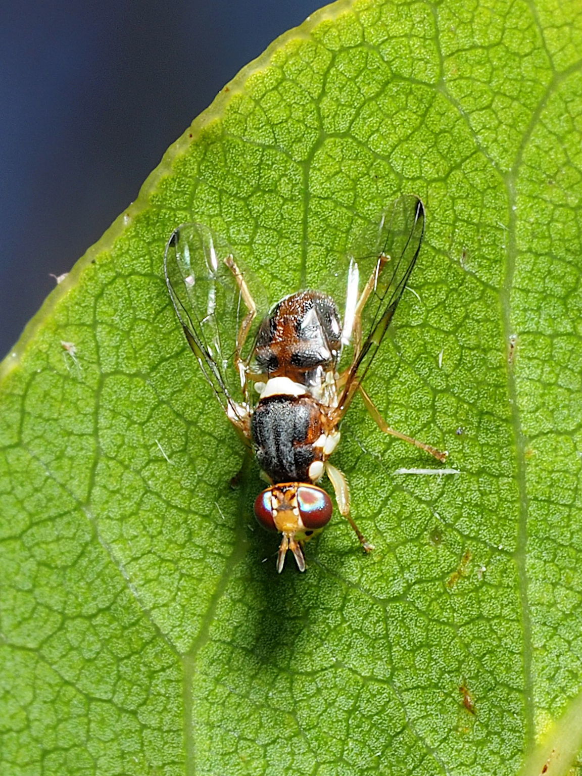 Bactrocera Oleae 60003340
