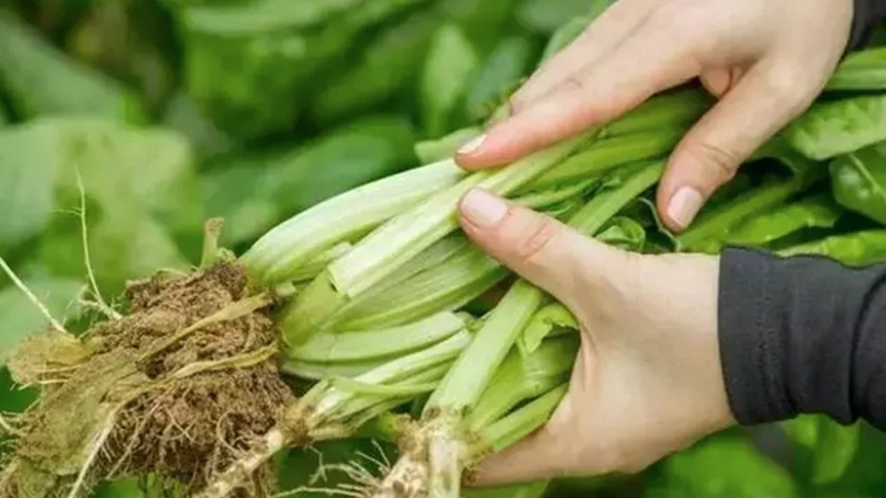 D Vitamini Zengini Yaslanmayi Yavaslatan Vitamin Demir Eksikligini Onluyor Yiyen 100 Yasini Goruyor Bilim Insanlari Acikladi H1748451637 82E9F9