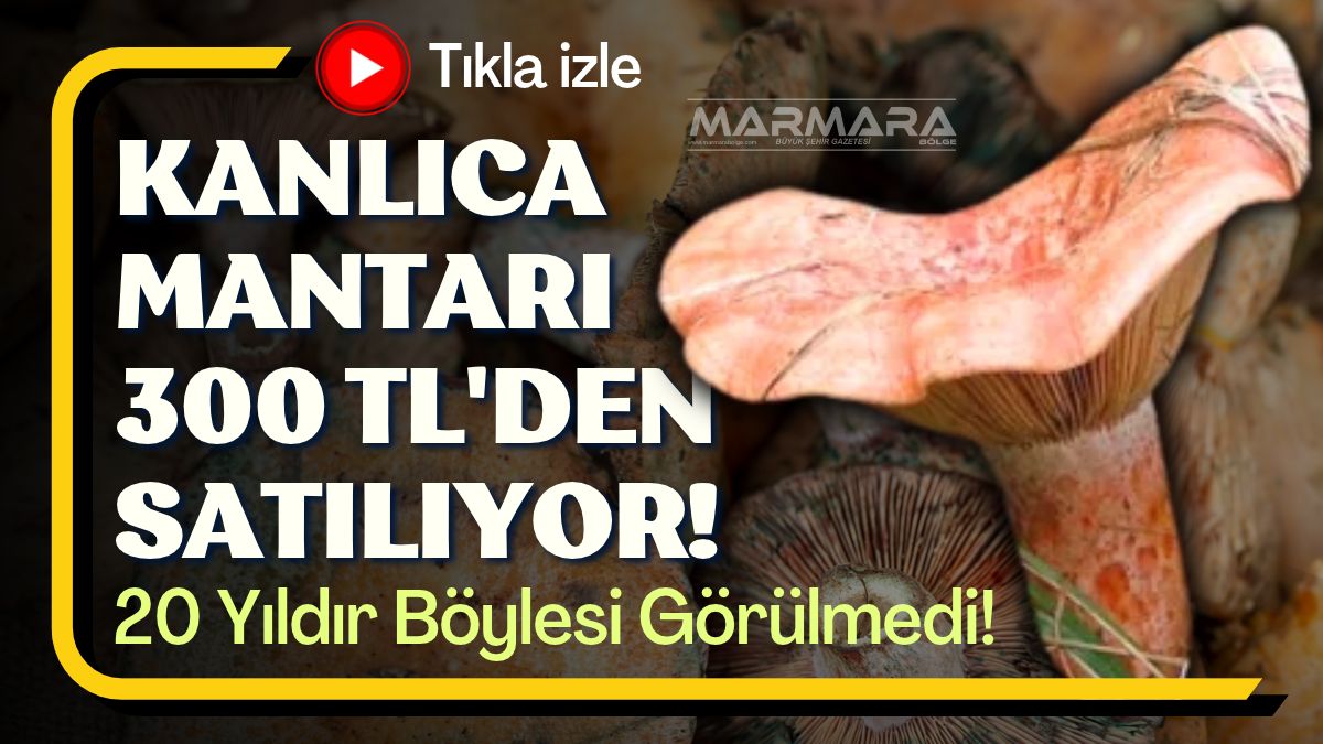 Kanlıca Mantarı 300 TL'den Satılıyor!