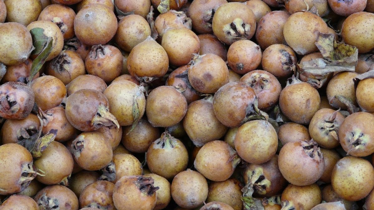 Muşmula (2)