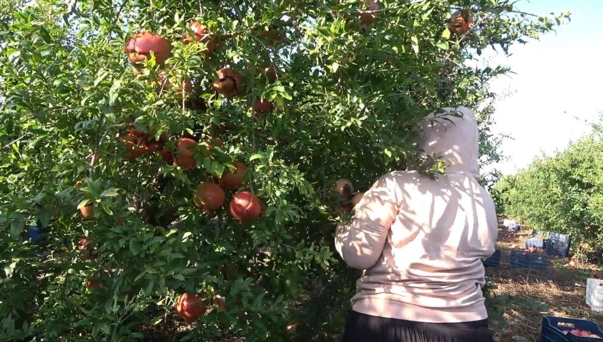 Neden Nar Yemeliyiz (4)