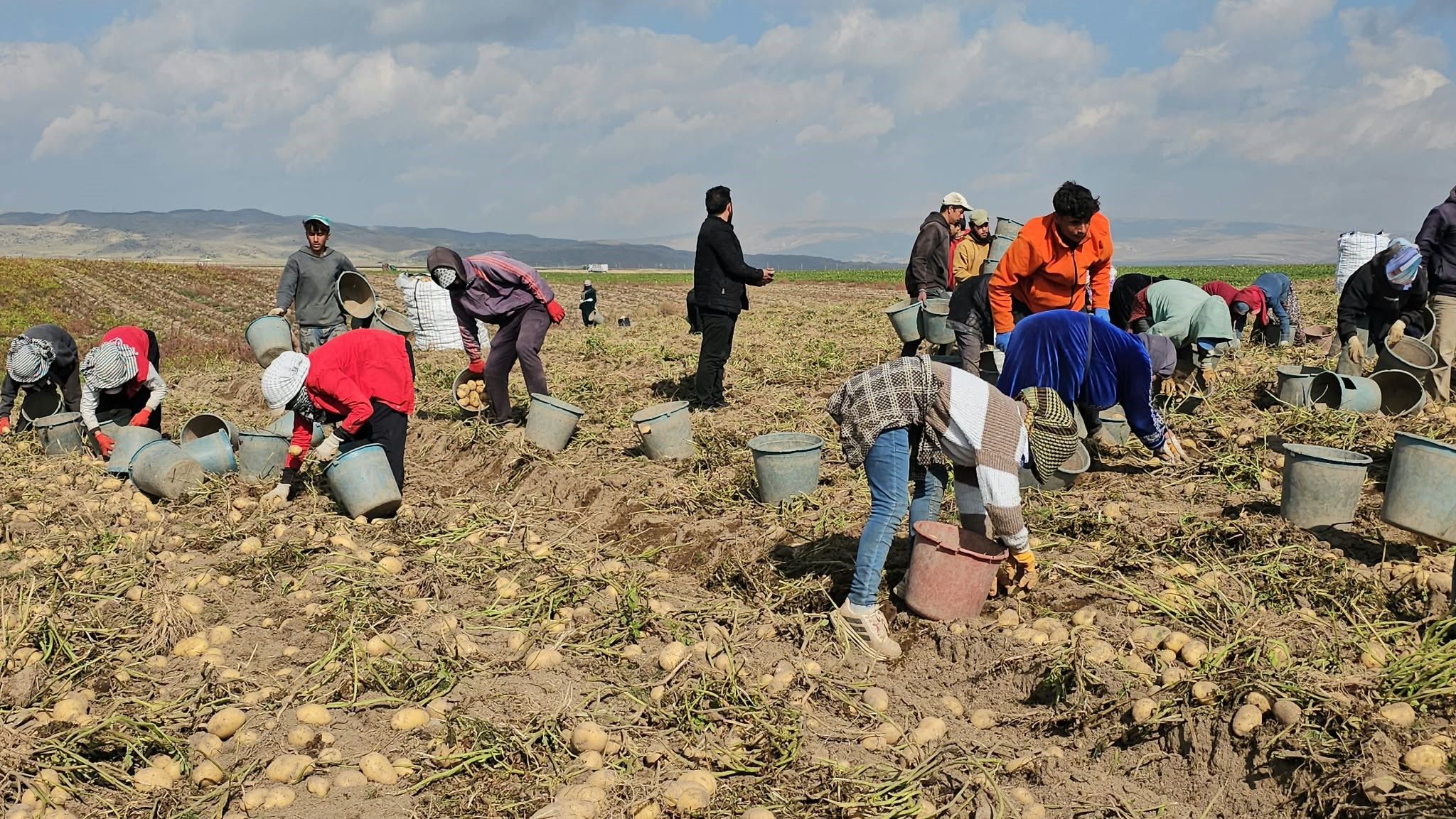 Patateste Hasat Başladı! Fiyatlar Nasıl Etkilenecek (1)
