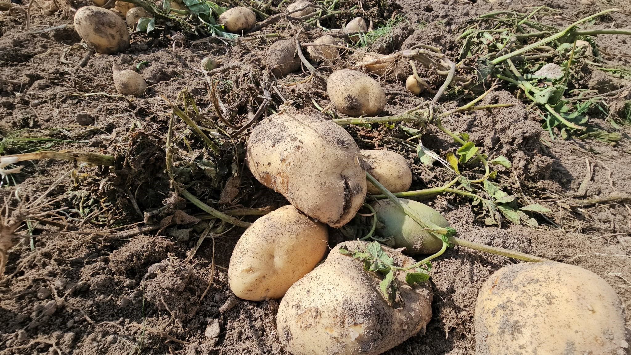 Patateste Hasat Başladı! Fiyatlar Nasıl Etkilenecek (2)