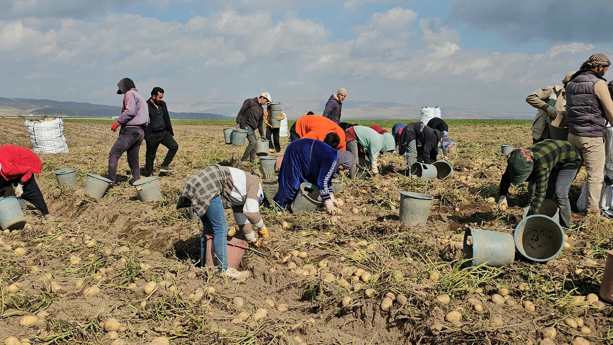 Patateste Hasat Başladı! Fiyatlar Nasıl Etkilenecek (4)