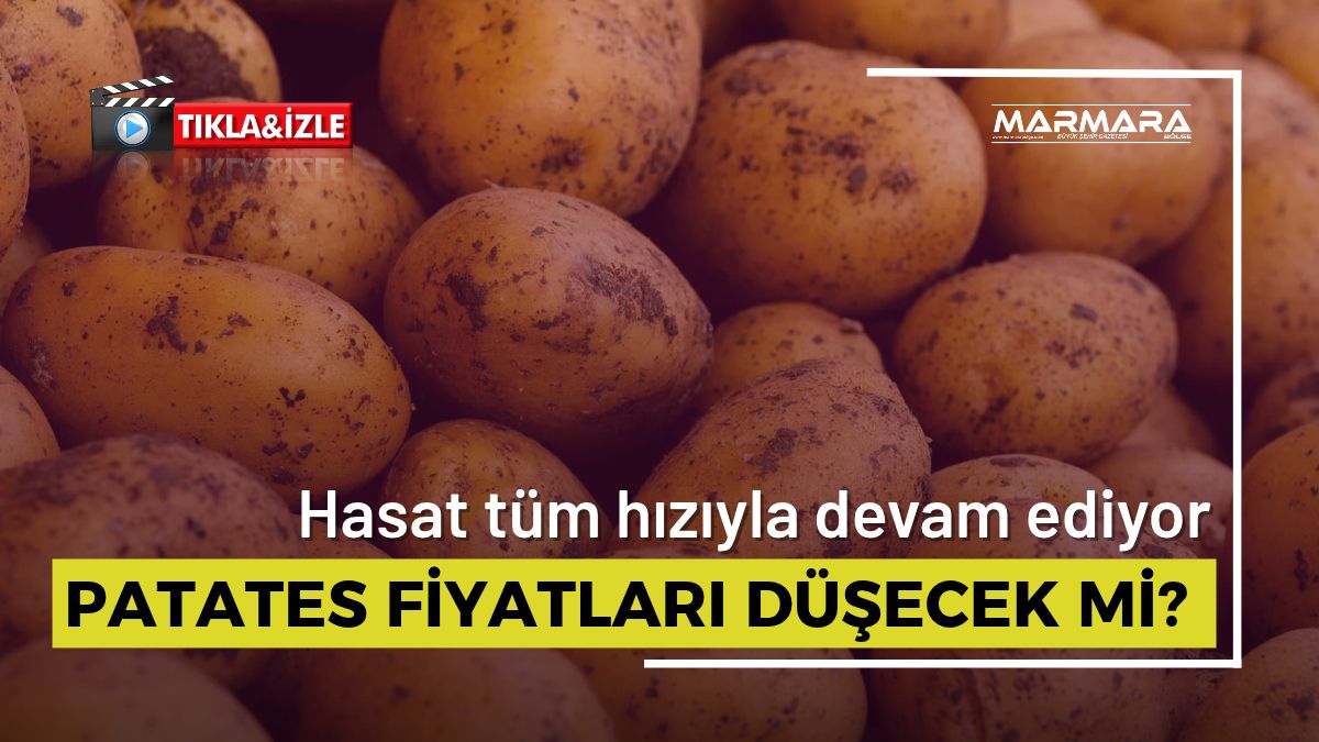 Patateste Hasat Başladı! Fiyatlar Nasıl Etkilenecek?